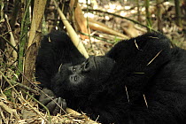 Mountain Gorilla (Gorilla beringei) young male of the Sabyinyo Group, at rest in thick bamboo forest at an altitude of 2700m. Dry Season, February. Volcanoes National Park, Rwanda