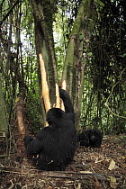 Mountain Gorillas (Gorilla beringei) peeling bark from trees to eat. The group lives at an altitude of 2700m on the Sabyinyo Volcano, Volcanoes National Park, Rwanda. Dry Season, February