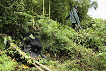 Black back Mountain Gorilla male (Gorilla beringei) and tracker. The Sabyinyo group lives at an altitude of 2700m in the Volcanoes National Park, Rwanda. Dry season, February