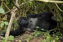 Mountain gorilla (Gorilla gorilla berengei) resting in the Bwindi Impenetrable Forest, at an altitude of 1880m. Uganda, Africa