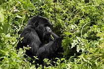 Mountain Gorilla (Gorilla beringei) adult male black back amongst dense vegetation in Volcanoes National Park, Rwanda, at an altitude of 3000m, short dry season, February
