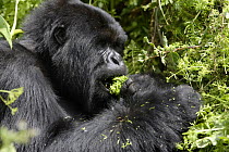 Mountain Gorilla (Gorilla beringei) adult male black back feeding in dense vegetation in Volcanoes National Park, Rwanda, at an altitude of 3000m, short dry season, February