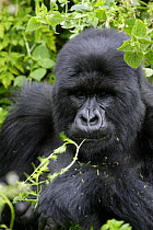 Mountain Gorilla (Gorilla beringei) adult male black back feeding in dense vegetation in Volcanoes National Park, Rwanda, at an altitude of 3000m, short dry season, February