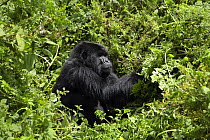 Mountain Gorilla (Gorilla beringei) male feeding amongst dense vegetation, Volcanoes National Park, Rwanda. Altitude of 2700m, short dry season, February