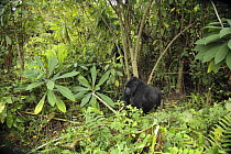 Mountain Gorilla (Gorilla beringei) female moving amongst vegetation, Volcanoes National Park, Rwanda. Altitude of 3000m, short dry season, February