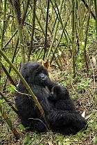 Young Mountain gorilla (Gorilla beringei)suckling from mother, amongst bamboo in the Volcanoes National Park, Rwanda. Altitude of 3000m, Short dry season, February