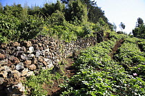 Stone wall separating Mountain gorilla (Gorilla gorilla beringei) 'wild forest' habitat from crops. Volcanoes National Park, Rwanda. Altitude of 2800m