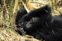 Mountain Gorilla (Gorilla beringei) young male resting in bamboo forest. Volcanoes National Park, Rwanda. Altitude of 2700m, short dry season, February