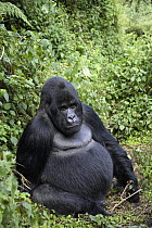 Mountain Gorilla (Gorilla beringei) dominant male silver back sitting amongst vegetation. 2700 metres above sea level in Volcanoes National Park, Rwanda. short dry season, February