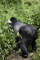 Mountain Gorilla (Gorilla beringei) dominant male silver back rear view disappearing into vegetation. 2700 metres above sea level in Volcanoes National Park, Rwanda. Short dry season, February
