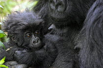Mountain gorilla (Gorilla beringei) baby in mother's arms. 3000 metres above sea level in Volcanoes National Park, Rwanda. Short dry season, February