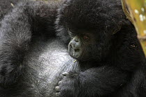 Mountain gorilla (Gorilla beringei) baby suckling from mother. 2700 metres above sea level in Volcanoes National Park, Rwanda