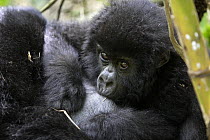 Mountain gorilla (Gorilla beringei) baby suckling from on mother's lap. 2700 metres above sea level in Volcanoes National Park, Rwanda