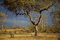 Cheetah (Acinonyx jubatus) male marking territory on tree in the Kalahari Desert, Botswana