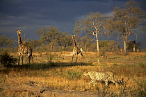 Cheetah (Acinonyx jubatus) stalking scrubland, with Giraffes (Giraffa camelopardalis) in the background. Kalahari Desert, Botswana