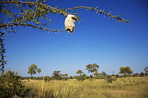 Nest of Greater Honeyguide bird (Indicator indicator)  hanging in tree, Okvango Delta, Botswana