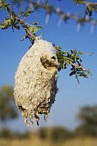 Nest of Greater Honeyguide bird (Indicator indicator)  hanging in tree, Okvango, Botswana