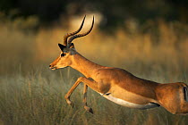 Male Impala (Aepyceros melampus) running and leaping through grass at sunset, Botswana
