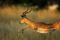 Male Impala (Aepyceros melampus) running through grass at sunset, Botswana