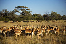 Herd of Impalas (Aepyceros melampris) during the rutting season. A harem with one male and several females, Botswana. Buffalo in background