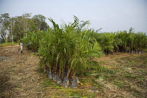 Palm Tree Oil Plantation close to the Kinabatangan River, Sabah, Borneo, Malaysia