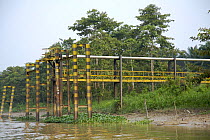 Pipeline for loading boats with palm oil directly from a plantation close to the Kinabatangan River, Sabah, Borneo, Malaysia