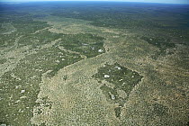 Aerial view of the Mopane Forest (Colophospernum mopane) belt of North-West Botswana, Africa