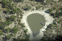 Aerial shot of African elephants (Loxodonta africana) drinking at a water hole in the Mopane Forest, Botswana