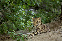 Leopard (Panthera pardus) cub, 4 months old, laying on ground with vegetation. Botswana
