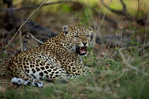 Female leopard (Panthera pardus) laying on ground, showing aggression, Botswana