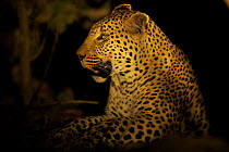Female Leopard (Panthera pardus) at night, Botswana