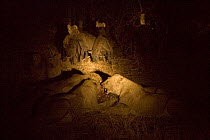 African lions (Panthera leo) with a kill at night time, Brown hyaenas (Hyaena brunnea) looking on, lit by spotlight. Botswana