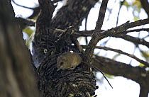 Acacia Rat (Thallomys paedulcus) in an acacia tree, Okvango Delta, Botswana