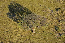 Lonesome tree in the dried flood plain of the Okavango Delta, winter, Botswana