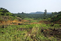 Palm tree oil plantation, with palms imported from South Africa. Near the Kinabatangan River, Sabah, Malaysia. In back-ground, the last remains of the pristine rainforest.