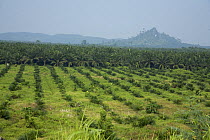 Palm tree oil plantation, with palms imported from South Africa. Near the Kinabatangan River, Sabah, Malaysia. In the back-ground, the last remains of the pristine rainforest.