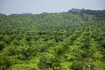 Palm tree oil plantation, with palms imported from South Africa. Near the Kinabatangan River, Sabah, Malaysia. In the back-ground, the last remains of the pristine rainforest.