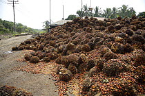 Palm tree fruits collected for the Palm oil industry beside road, Sabah, Borneo, Malaysia