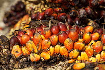Palm tree fruits collected for the Palm oil industry, ~Sabah, Borneo, Malaysia