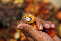 Person holding palm tree fruit collected for the Palm oil industry, Sabah, Borneo, Malaysia