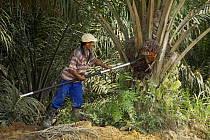 Man collecting palm tree fruits collected for the Palm oil industry, Sabah, Borneo, Malaysia