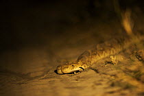 Puff Adder (Bitis arietans) flicking tongue at night on a road in the Kalahari Desert, Botswana