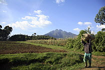 Man carrying goods on his head, walking along a path beside fields, with Sabyinyo Volcano in the background. The Virungas Volcanoes Mountains are home to Mountain Gorillas. Virunga Conservation Area,...