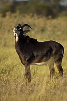 Sable Antelope (Hippotragus niger) bull showing Flehmen response to female hormones, Okavango Delta, Botswana