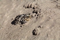 Variegated / Burchell's Sandgrouse (Pterocles burchelli) chick camouflaged on the ground, covered in sand, Kalahari Desert, Northern Okavango Delta, Botswana