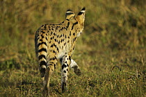 Serval (Felis serval) rear vies  stalking in grass, Okavango Delta, Botswana