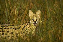 Serval (Felis serval) in long grass late in the afternoon, Okavango Delta, Botswana