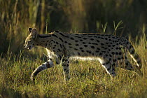 Serval (Felis serval) hunting / stalking in grasses, late in the afternoon, Okavango Delta, Botswana