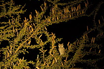 White faced scops owl (Otus leucotis) in a Candle-Pod Acacia (Acacia hebeclada) at night, Okavango Delta, Botswana