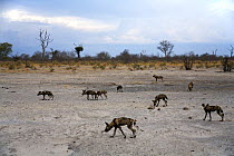 Pack of African Wild Dogs (Lycaon pictus) in the Okavango Delta during the dry season, just before the rain, Botswana